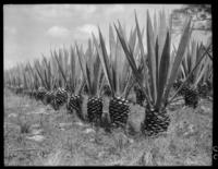 Sisal plants, cave stop out of Matanzas